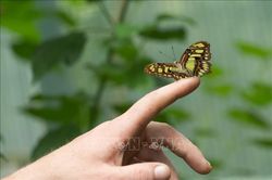 Nửa triệu loài côn trùng có nguy cơ tuyệt chủng
