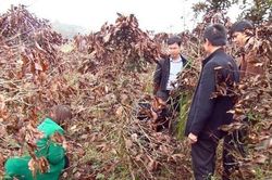 Sương muối gây hư hại cà phê, hoa màu, bà con Lâm Đồng mất trắng 50 tỷ