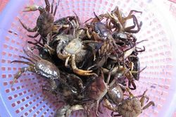 Sai lầm 'chết người' khi ăn cua đồng nhiều nhà mắc phải