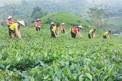 Xây dựng mô hình HTX sản xuất kinh doanh gắn với chuỗi giá trị