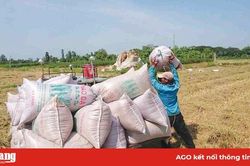 Nghiên cứu giải pháp thúc đẩy xuất khẩu gạo