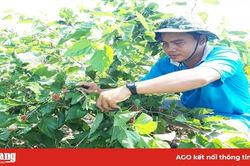 Hiệu quả mô hình trồng dâu tằm kết hợp vườn sinh thái
