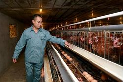 Chăn nuôi gia cầm gặp khó