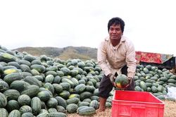 Ninh Thuận 'giải cứu' dưa hấu rớt giá