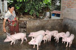 Tập trung phòng, chống dịch cúm gia cầm A/H5N6