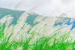 Hoa Lau