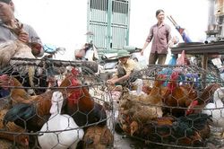 Một số nơi xuất hiện dịch cúm gia cầm A/H5N6