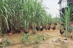 Khẩn trương lên phương án xử lý dịch cúm gia cầm H5N6