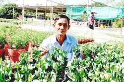 Làm giàu từ nghề trồng hoa