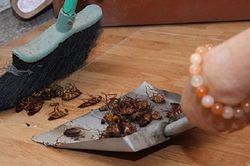 Dùng 1 quả chanh theo cách này, cả bầy kiến, gián cũng phải NỂ SỢ lũ lượt kéo nhau ra khỏi nhà