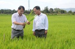 Phú Thiện: Mở rộng diện tích cánh đồng lúa lớn một giống