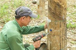 Người tiên phong khai thác mủ cao su bằng bơm khí ethylene