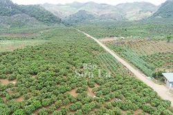 Cấp mã vùng trồng - Điều kiện xuất khẩu nông sản