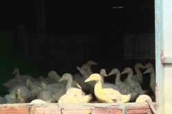 Khai báo trung thực là giải pháp quan trọng để kiểm soát dịch cúm gia cầm A/H5N6