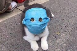 Ảnh mèo đeo khẩu trang giữa dịch virus corona gây bão mạng