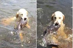 Chú chó trổ tài bắt cá trê siêu đẳng nhưng lại để hụt đáng tiếc