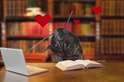 Đặt tên người yêu cũ cho gián dịp Valentine để 'trút giận'