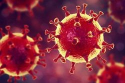 Các nhà khoa học Brazil phát hiện chủng virus mới có nguồn gốc amip