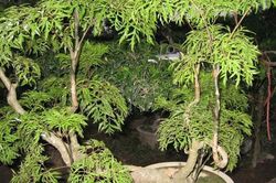 Bị những bệnh này đừng tốn tiền mua thuốc tây kiếm cây đinh lăng khỏi nhanh hơn mả chẳng tốn kém