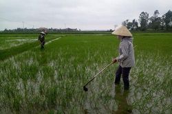 Quảng Bình: Hơn 1.300ha lúa bị sâu bệnh và chuột phá hoại