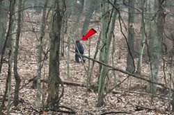 Hai du khách theo dấu quái vật chân to Bigfoot trong công viên