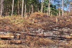 Rừng phòng hộ dọc quốc lộ 27C nối Đà Lạt - Nha Trang bị tàn phá