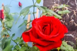 Những lời chúc lãng mạn cho vợ chồng ngày Valentine
