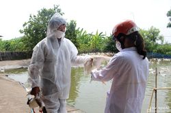 Dịch cúm gia cầm A/H5N6 có thể lây sang người