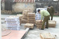 Nghệ An: Bắt vụ vận chuyển 7.000 con gia cầm có dấu hiệu bệnh