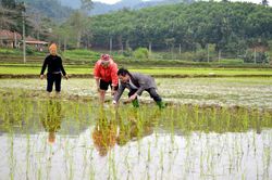 Hòa An đưa nhiều giống mới vào sản xuất vụ xuân