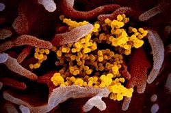 Hình ảnh mới nhất về chủng virus corona