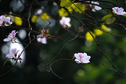Hoa ban Tây Bắc 'bung sắc' giữa lòng thủ đô Hà Nội