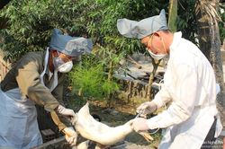 Nghệ An phát hiện thêm ổ dịch thứ 4 cúm gia cầm H5N6