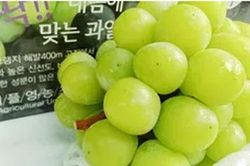 Việt Nam trở thành thị trường nhập khẩu nho lớn nhất của Hàn Quốc