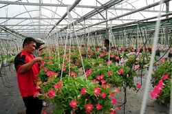 Ðà Nẵng đẩy mạnh cơ cấu lại ngành nông nghiệp theo hướng ứng dụng công nghệ cao