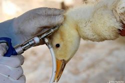 Nghệ An cấp 2 triệu liều vắc-xin tiêm phòng dịch cúm gia cầm A/H5N6