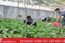 Mướt mắt những vườn rau tăng gia ở Trường Sa