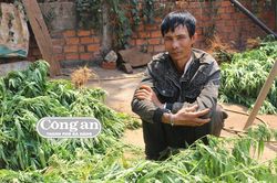 Xen cần sa trong vườn cà-phê