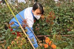 'Bán cả sào chỉ đủ tiền mua giấy quấn hoa' – người trồng hoa Mê Linh 'khóc ròng' vì nCoV