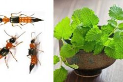 6 loại cây dễ kiếm, dễ trồng là 'khắc tinh' của kiến ba khoang, nhà nào cũng nên có một chậu