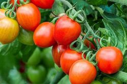 Cà chua chín nẫu chớ dại vứt, làm theo cách này bạn sẽ có cả vườn quả sai lúc lỉu