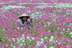 Lai Vung rực rỡ với cánh đồng hoa dừa cạn