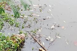 Khu vực cầu Dứa: Nước bị ô nhiễm