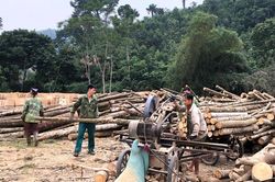Tăng cường quản lý các cơ sở chế biến, kinh doanh lâm sản