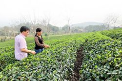 Công ty cổ phần Chè Mỹ Lâm: Liên kết để xây dựng chuỗi giá trị chè an toàn