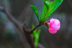 Đầu xuân ngồi nhớ…