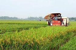 Hình thành nhiều vùng sản xuất nông nghiệp tập trung tại Phú Xuyên
