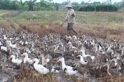 Trà Vinh: Tiêu hủy gần 1.000 con gia cầm dương tính với cúm A/H5N1