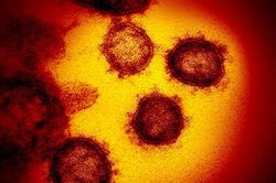 Virus corona mới dễ gắn kết với tế bào người hơn SARS gấp 20 lần