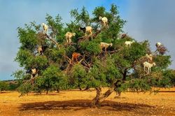Bất ngờ với những con dê leo cây giúp người dân thu hoạch 'vàng lỏng'